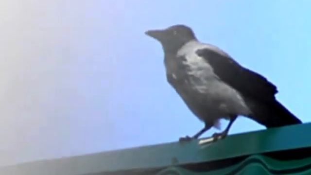 Ворона на крыше.