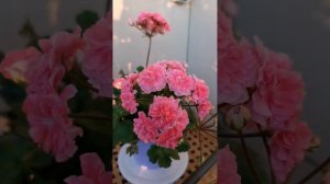 Пеларгония ТА Марокканская принцесса. Цветение 2023