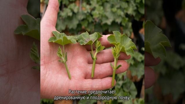 Пеларгония смотреть онлайн