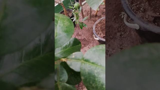 Грейпфрут Оробланко ( Свити) смотреть онлайн