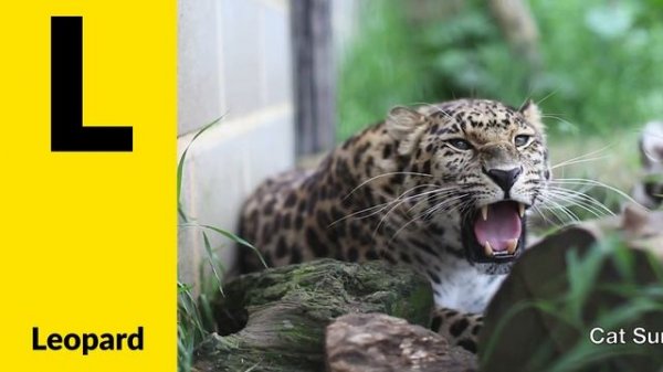 Animals Starting with K & L - Learn Animal Words That Start With Letters K and L