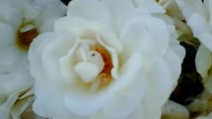 Роза Тантау Сириус