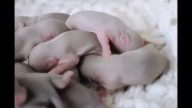 8 суток малышам смотреть онлайн