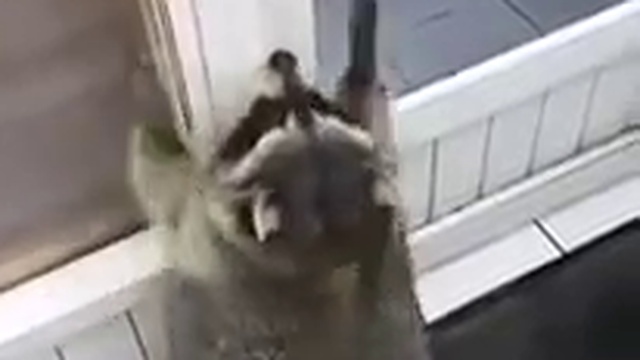 Толстый енот пытается открыть дверь смотреть онлайн