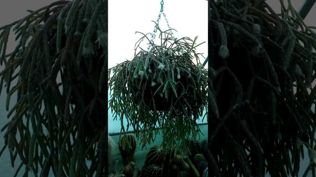 My Rhipsalis pilocarpa Mistletoe Cactus in Bloom #shorts #cacti #cactus смотреть онлайн