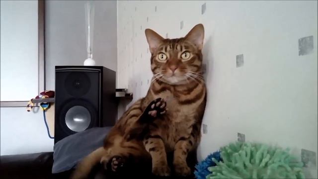 Кошка породы Оцикет смотреть онлайн