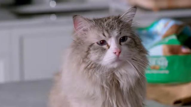 ¶∆Трейлер и песня к фильму 9 жизней∆¶ смотреть онлайн