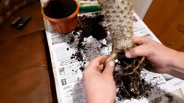 Пахиподиум — Pachypodium пересадка, уход простой. смотреть онлайн