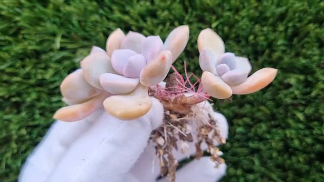Echeveria Roma смотреть онлайн