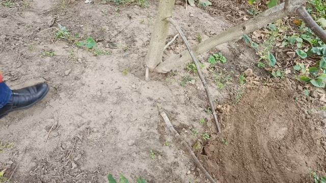 Как размножить грецкий орех отводками смотреть онлайн