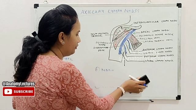 Anatomy Lectures Lymphatic Drainage of Upper Limb and Axillary Lymph Nodes #anatomylectures #anatom смотреть онлайн