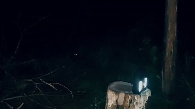 Глаза светятся ночью в лесу в горах! Кто-то приближается!!! смотреть онлайн