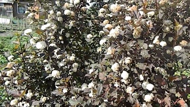 Пузыреплодник Диабло