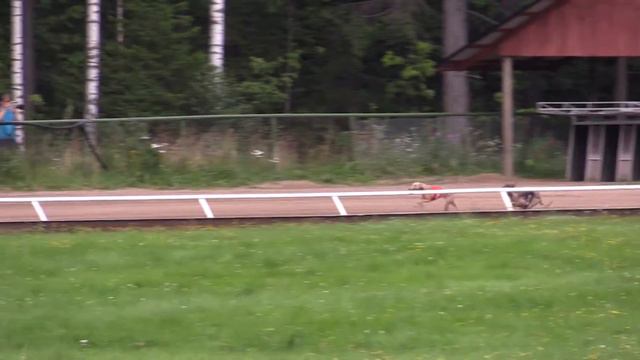 CGRC European Greyhound Derby Firstround Heat 8