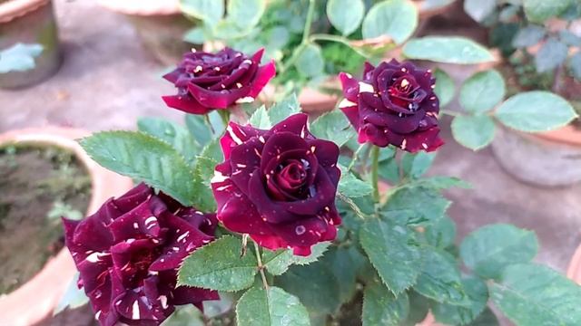 Abracadabra Rose, इस गुलाब को नहीं लगाया तो क्या लगाया смотреть онлайн