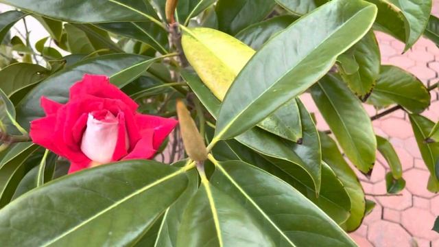 Disease Resistant Red Rose -Acapella смотреть онлайн