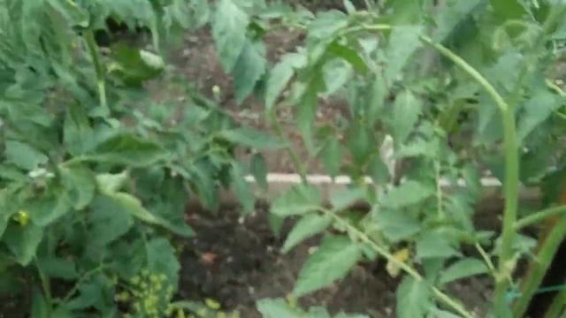 Томаты. Сорт