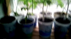 полочки на окно для выращивания рассады  и цветов   на окно