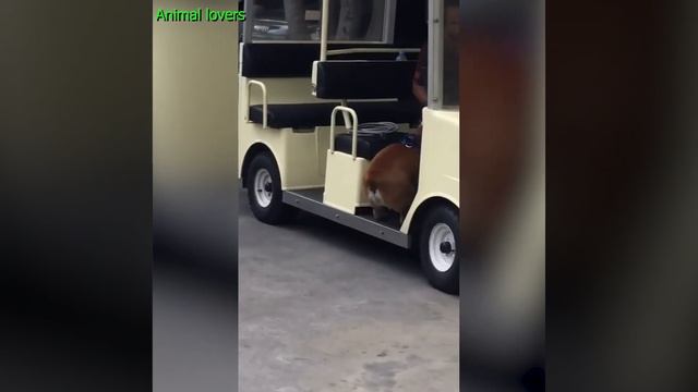 English Bulldog's Lovely Moment! Overjoyed Welcome Its Boss | Animal Lovers смотреть онлайн