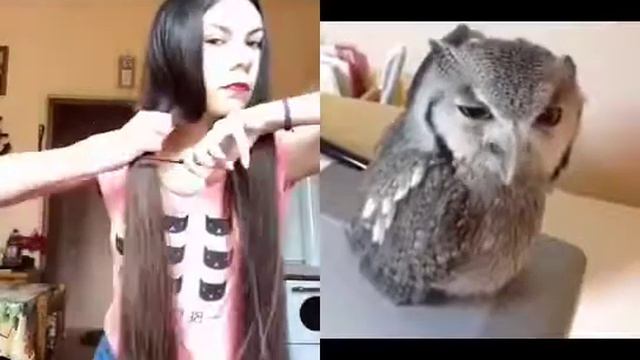 Самая верная сова смотреть онлайн