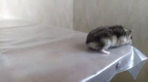 Все минусы и плюсы хомяков ||стоит ли заводить хомяка?