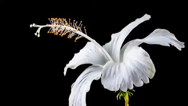 Экхарт Толле, Часть - 01. Погружение в бытие, озвучивает Nikosho. смотреть онлайн