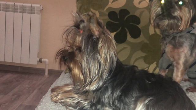 Йоркширский терьер 😉 смотреть онлайн