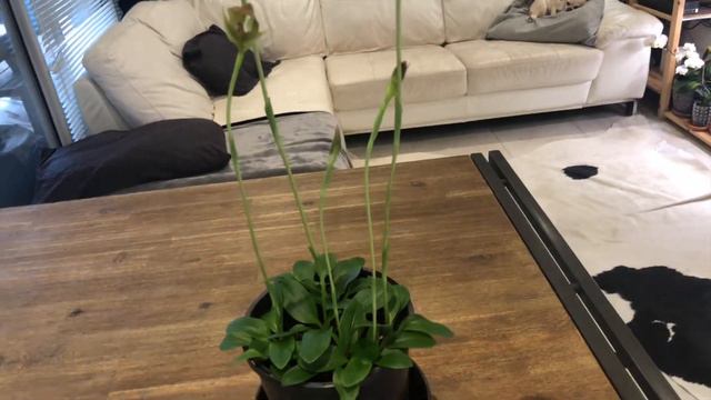 Pterostylis curta: An Eastern Australian Terrestrial Native Orchid смотреть онлайн