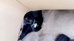 Аккорд 7 капает на мозги