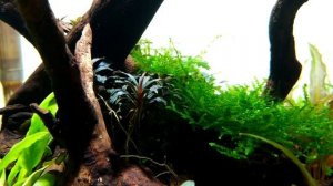 Чем я клею коряги и мхи в аквариуме.