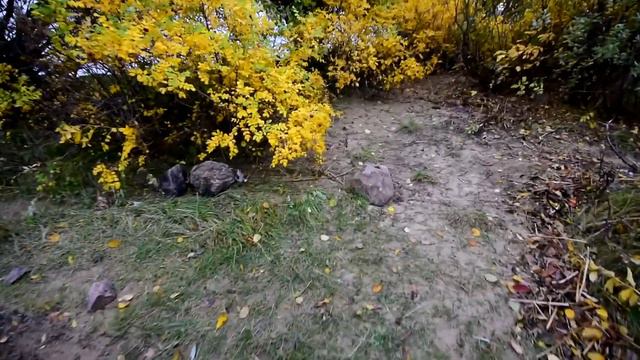 мыс Лисий Нос. Мол