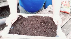 Грунт для рассады петуний.Как приготовить своими руками