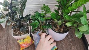 ВОЛШЕБНЫЙ ЭЛИКСИР для ЗАМИОКУЛЬКАСА после пересадки, Даже чахлый цветок вмиг пойдет в рост!