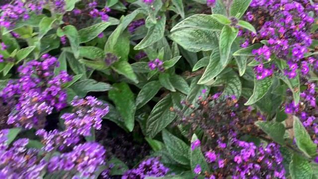 Гелиотроп! Цветок с бесподобным ванильно-шоколадным ароматом! смотреть онлайн