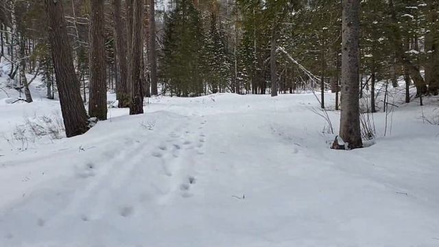 Белокуриха. Поход от Круглой до Церковки. смотреть онлайн
