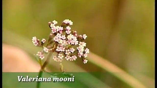 Wild Life Sri Lanka - Horton Plains (Full Video) смотреть онлайн