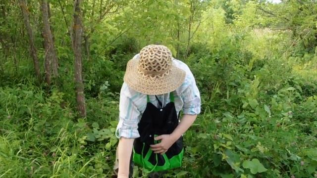 Сбор соцветий клевера среднего смотреть онлайн