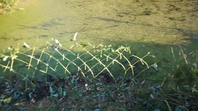 Плетение ивы / изгородь из ивняка над озером смотреть онлайн