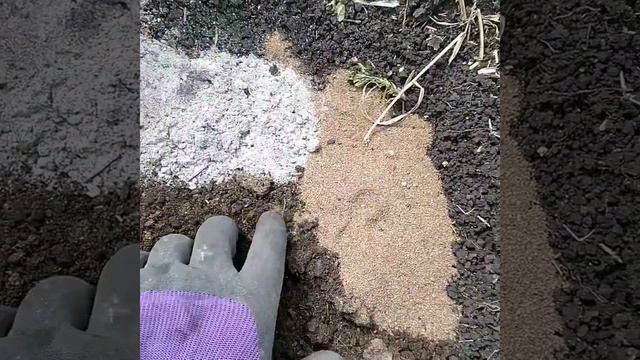 Посадка розы весной смотреть онлайн