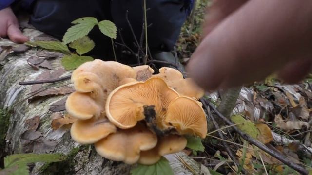 Редкий гриб! Вёшенка оранжевая - Phyllotopsis nidulans. Красивый и несъедобный. смотреть онлайн