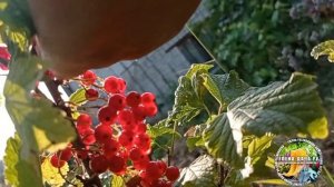 Красная смородина Сахарная. Описание