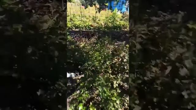 поймал зайца на даче несу за уши смотреть онлайн