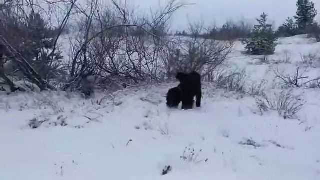 Ризеншнауцер и миттельшнауцер играют 1 смотреть онлайн