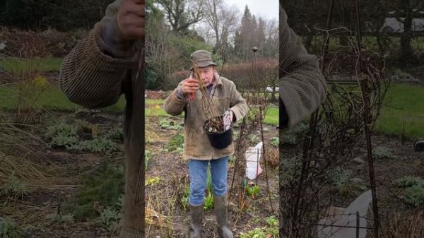 Clematis and Perennials fertiliser for flowers. WEBSHOP https://pergolanurseries.ecwid.com