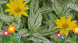 Гелиопсис подсолнечниковидный Лорен Саншайн. Краткий обзор heliopsis helianthoides Loraine Sunshine