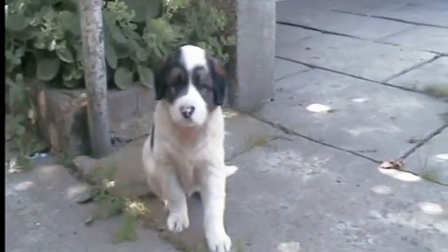 Карпатская овчарка (ПАСТУШЬЯ).Щенок . смотреть онлайн