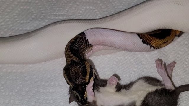 ?⚠️Warning Live Feeding⚠️? Lady The Ball Python Smashes Friendly Rat ? смотреть онлайн