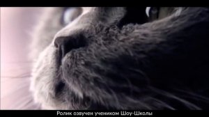 Озвучка рекламы корма для кошек Sheba