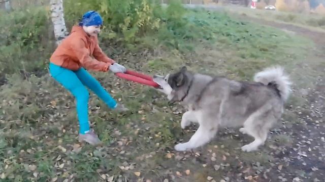 Собака - поиграка смотреть онлайн