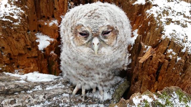 Слеток обыкновенной неясыти смотреть онлайн